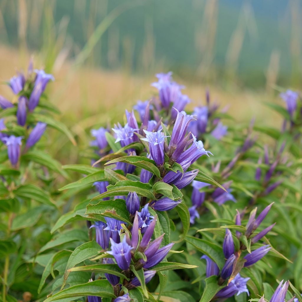 Gentiana asclepiadea - Genziana asclepiade