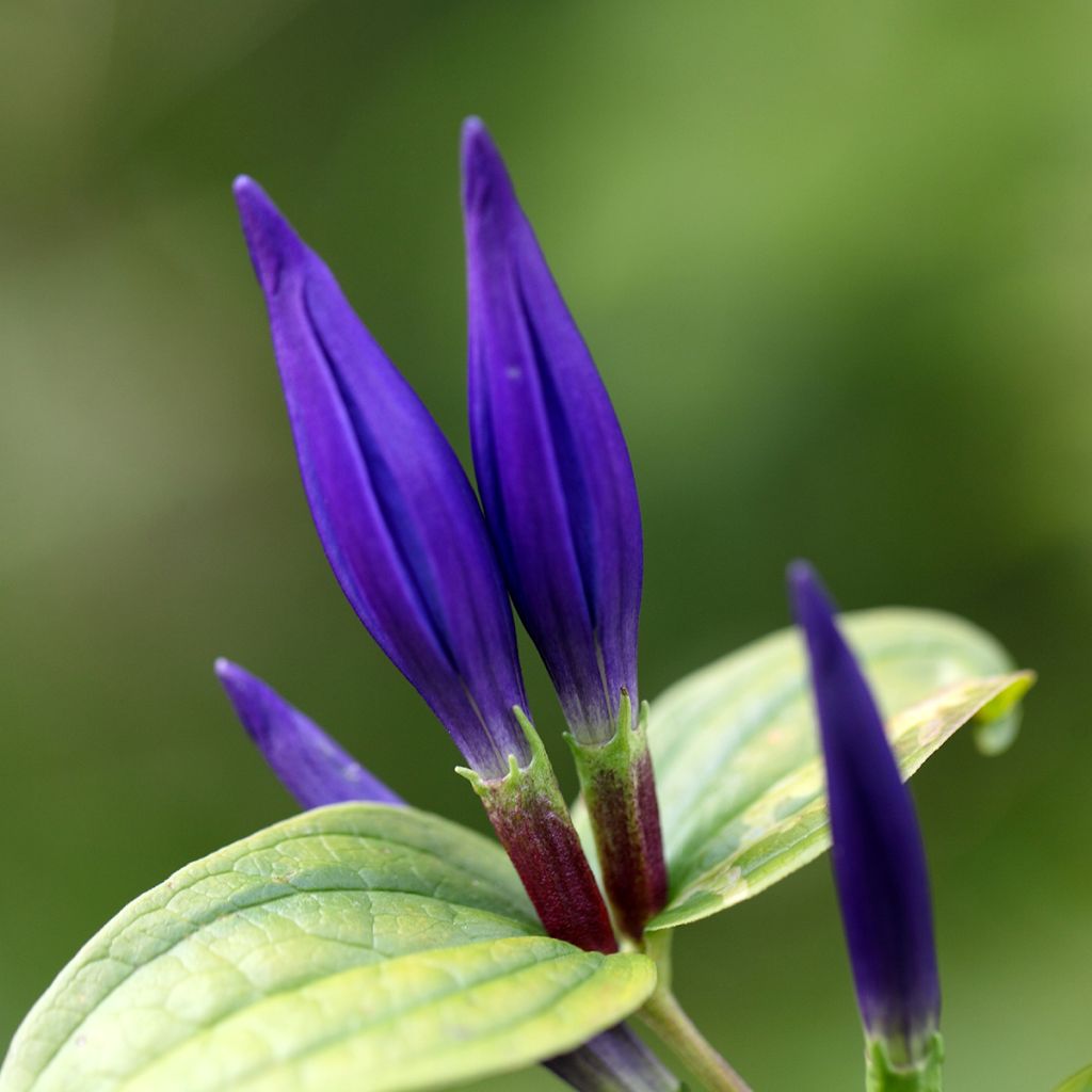Gentiana asclepiadea - Genziana asclepiade