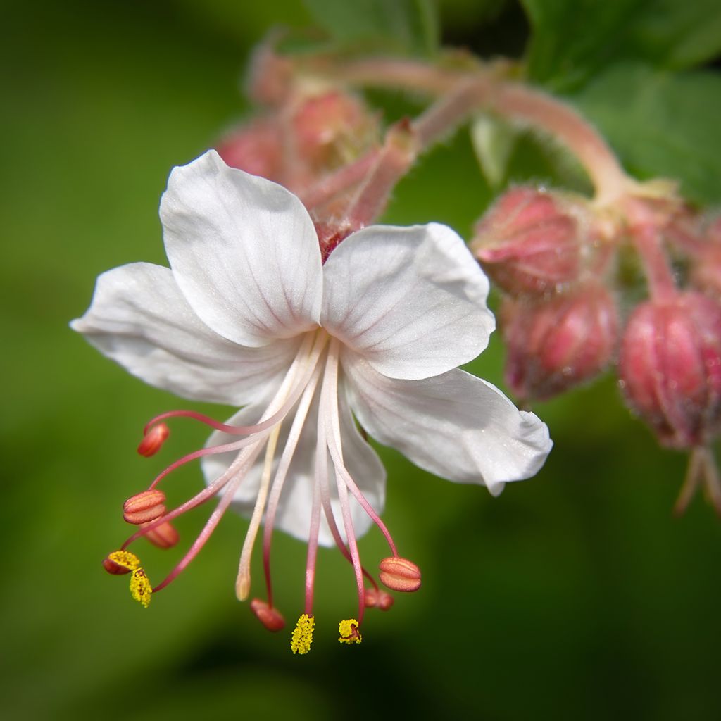 Geranium macrorrhizum Spessart