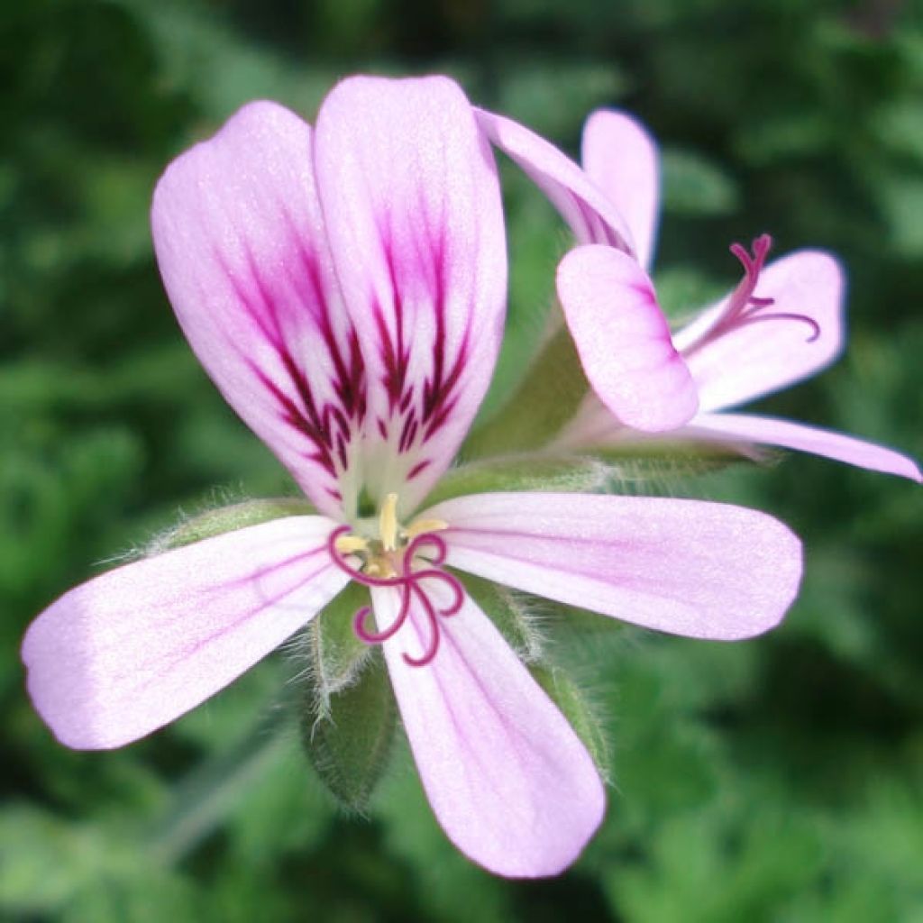 Pelargonium weet Mimosa - Geranio odoroso