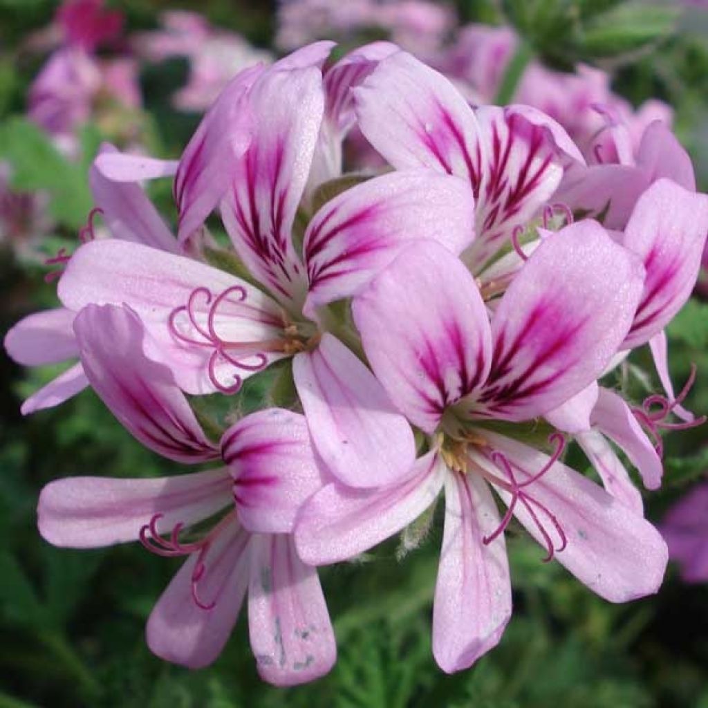 Pelargonium weet Mimosa - Geranio odoroso