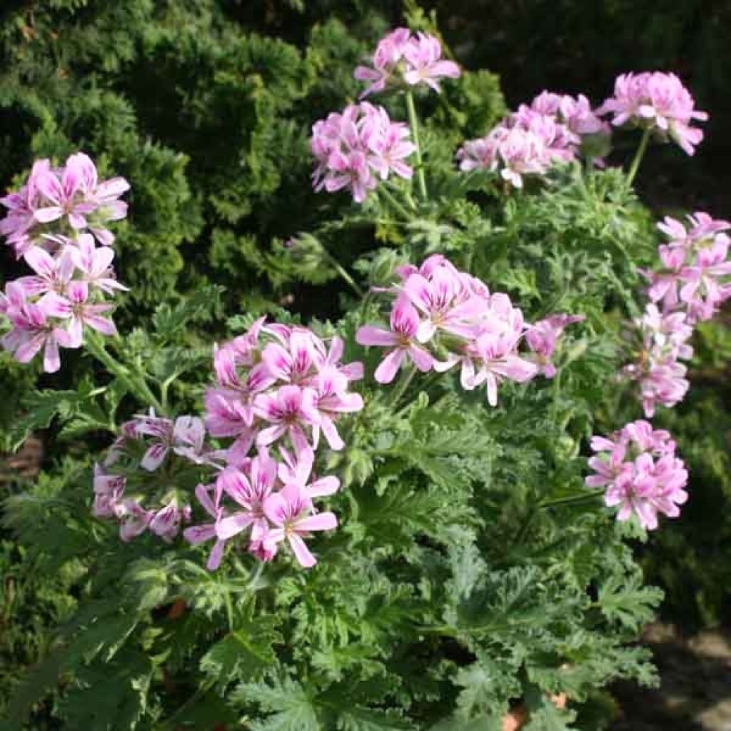 Pelargonium weet Mimosa - Geranio odoroso