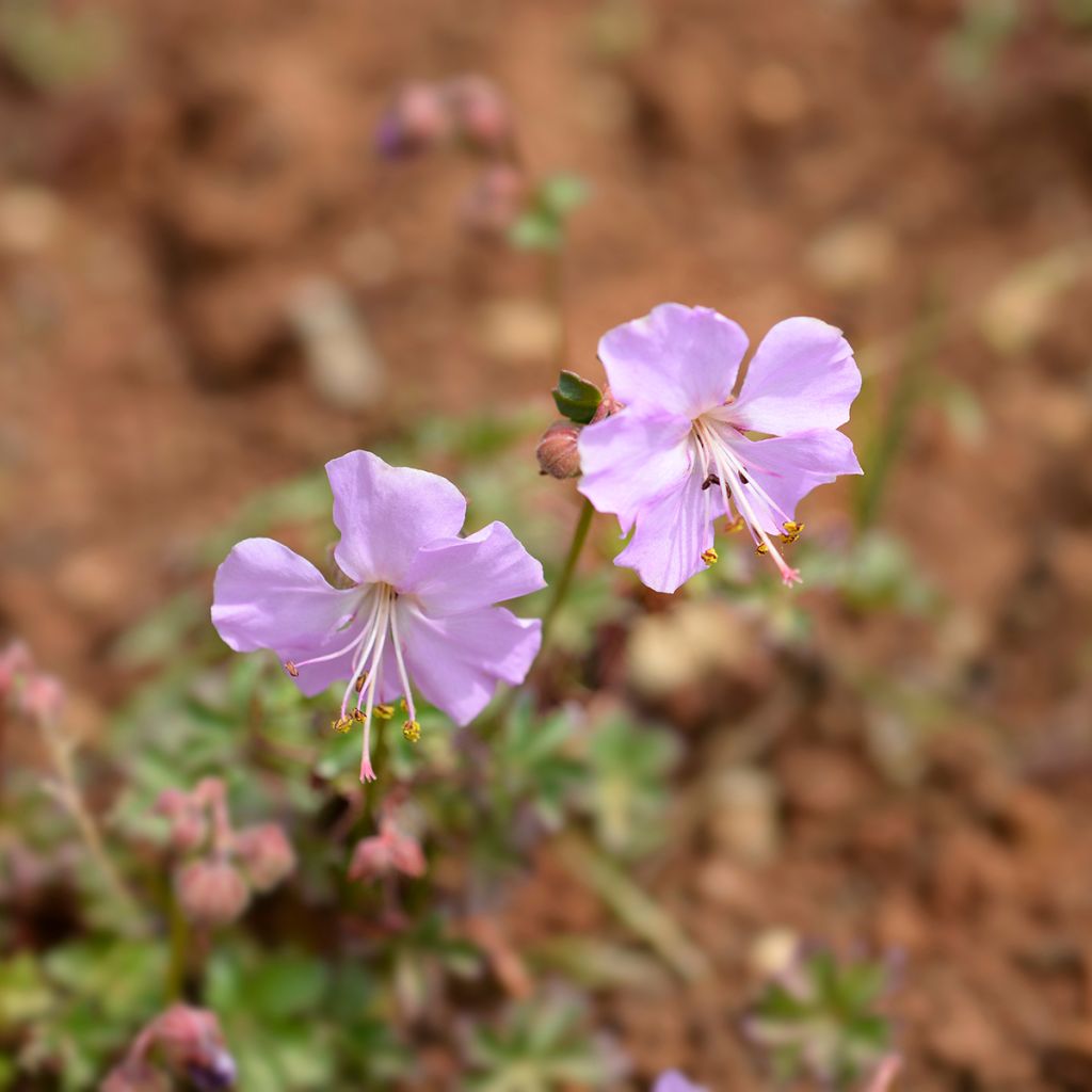 Geranium dalmaticum