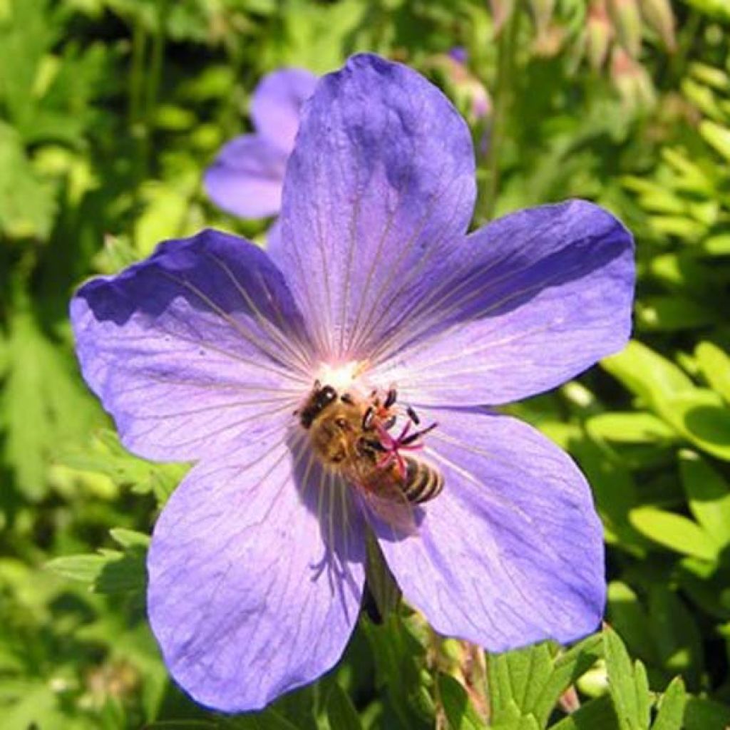 Geranium Johnson's Blue