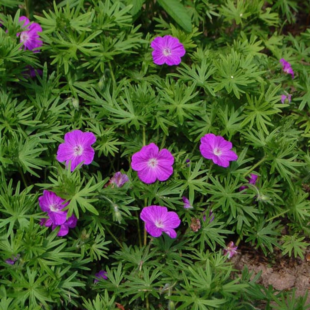 Geranium sanguineum - Geranio sanguigno