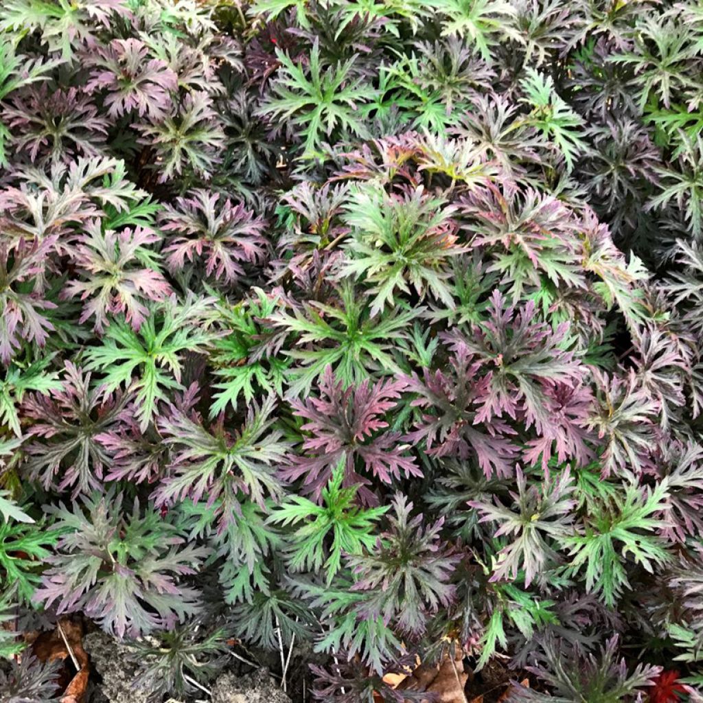 Geranium Femme Fatale