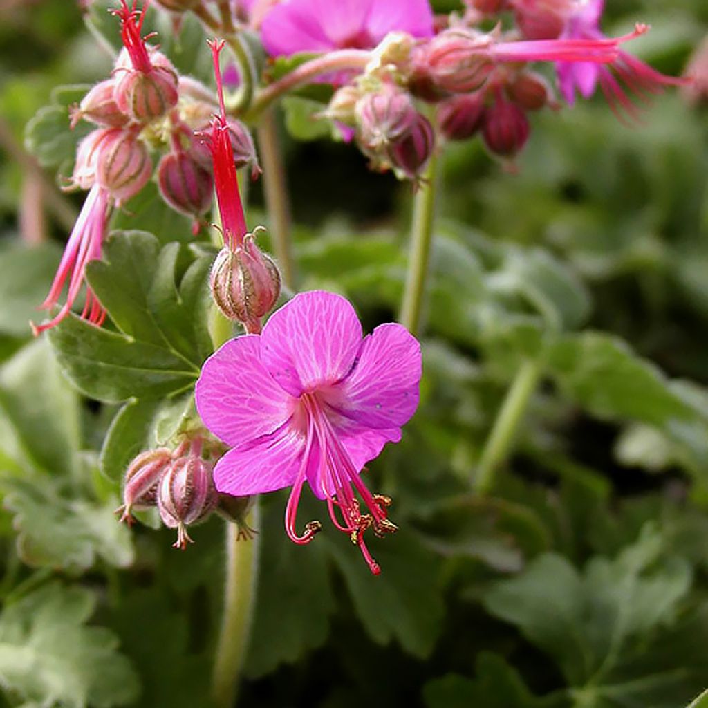 Geranium macrorrhizum Ingwersen's Variety