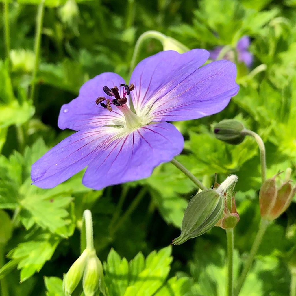 Geranium Rozanne