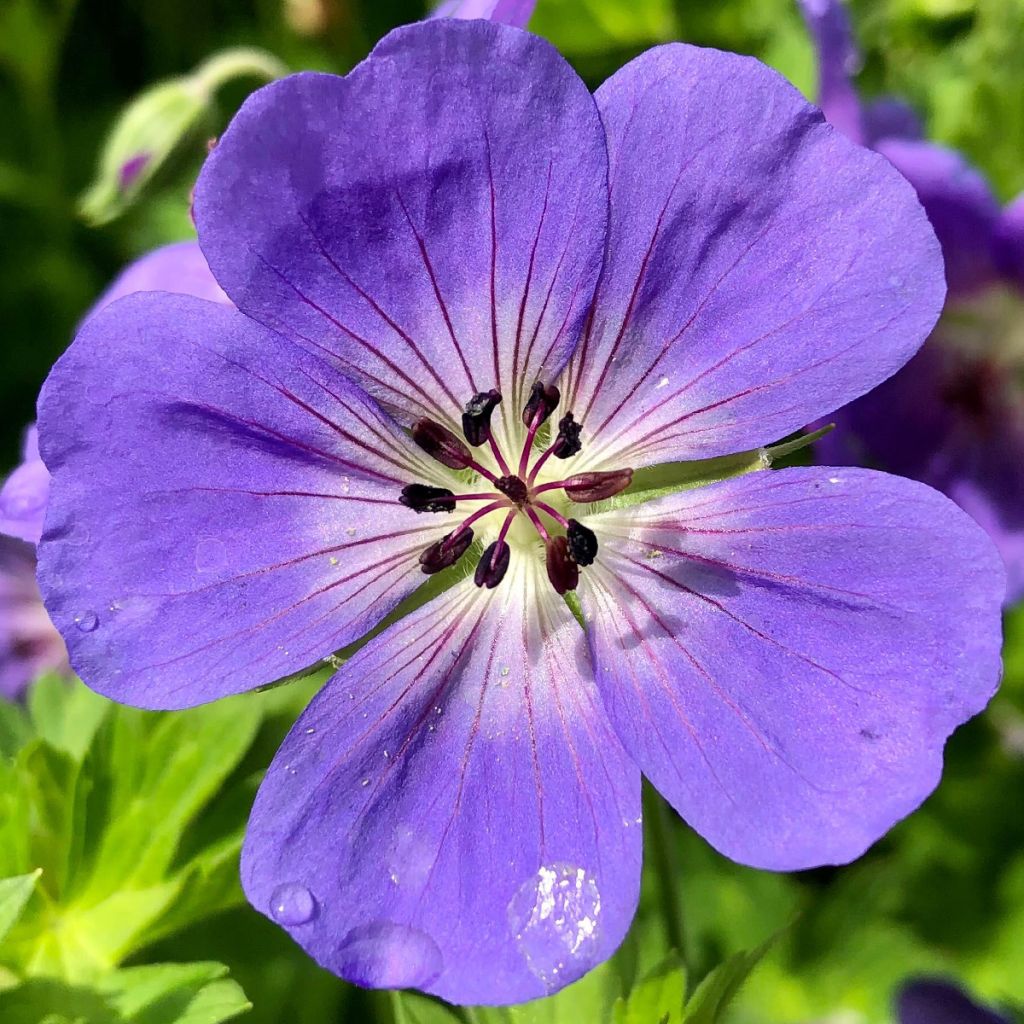 Geranium Rozanne