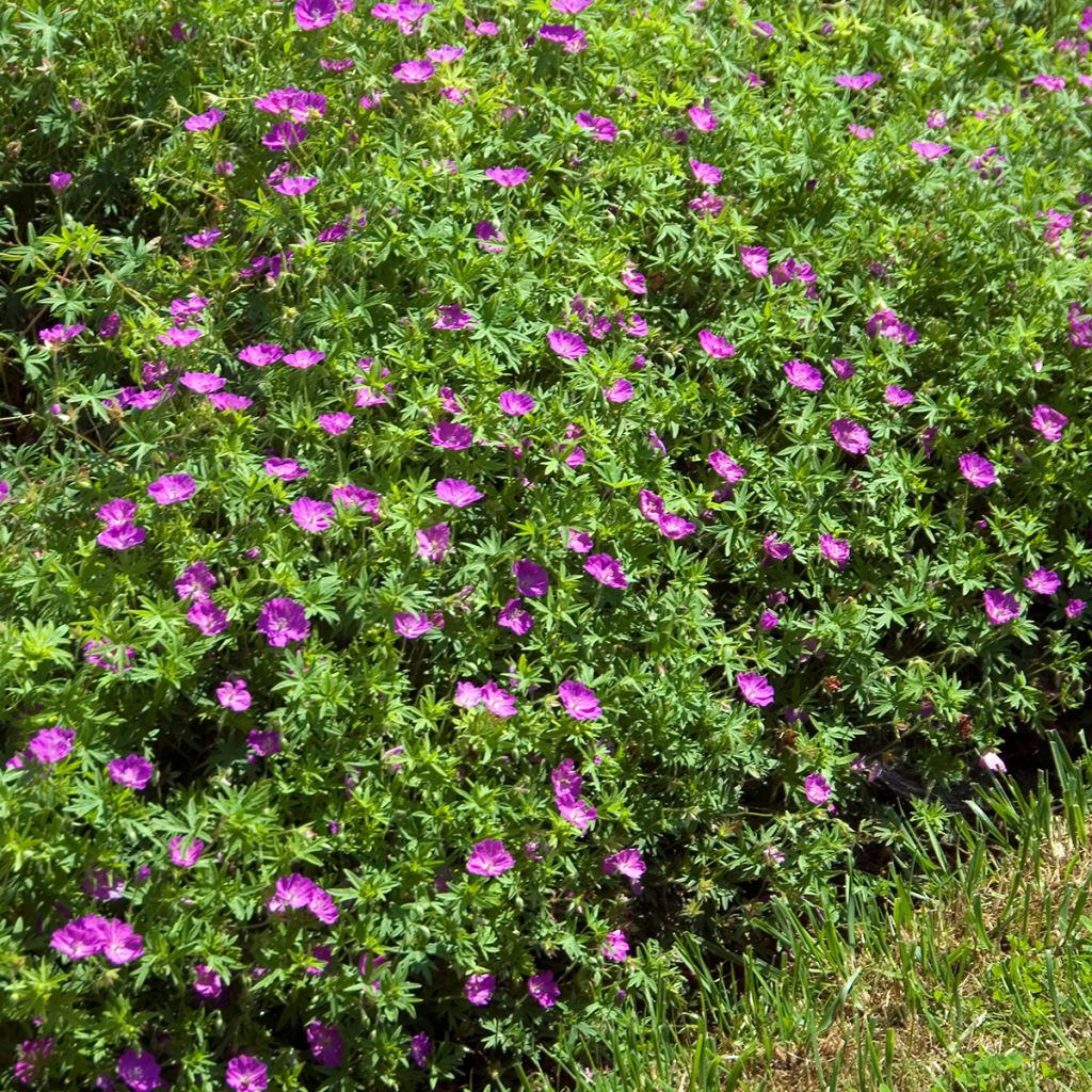 Geranium sanguineum Compactum - Geranio sanguigno