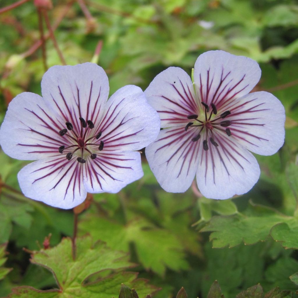 Geranium wallichianum Crystal Lake
