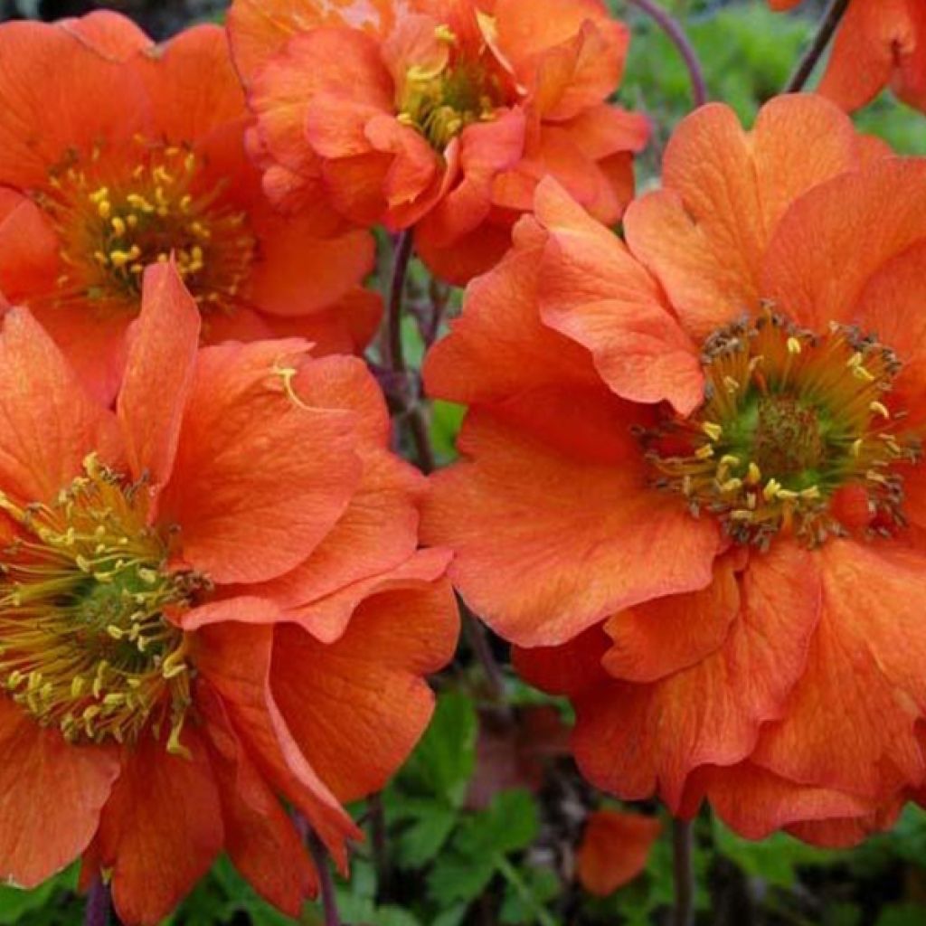 Geum chiloense Dolly North