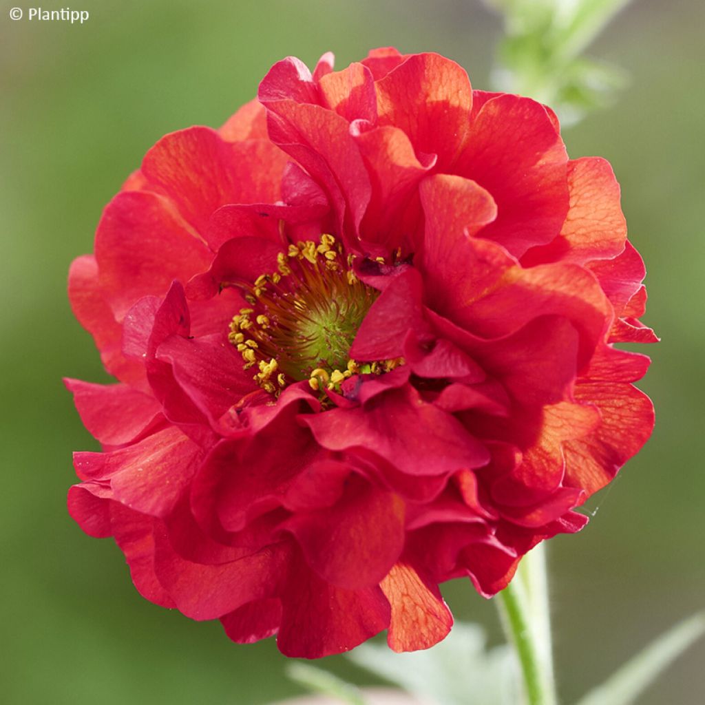 Geum Firestarter