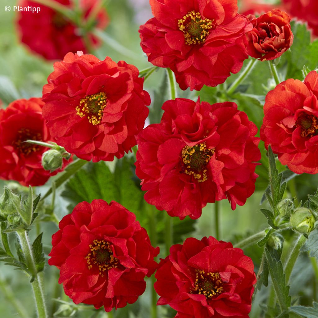 Geum Firestarter