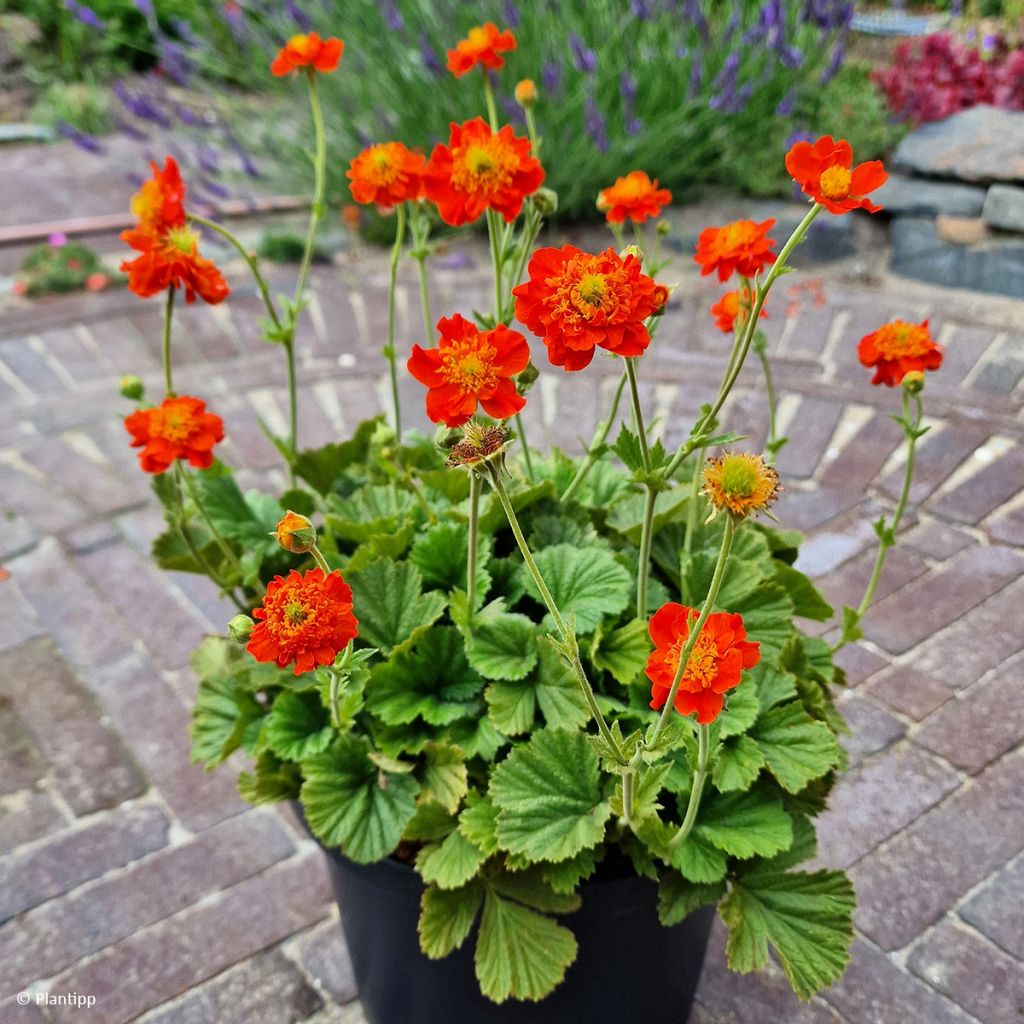 Geum Orange Pumpkin