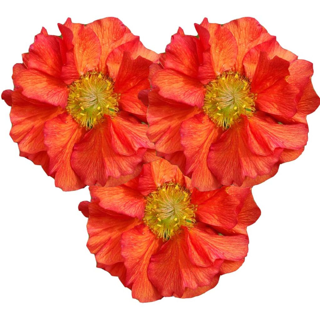 Geum Scarlet Tempest