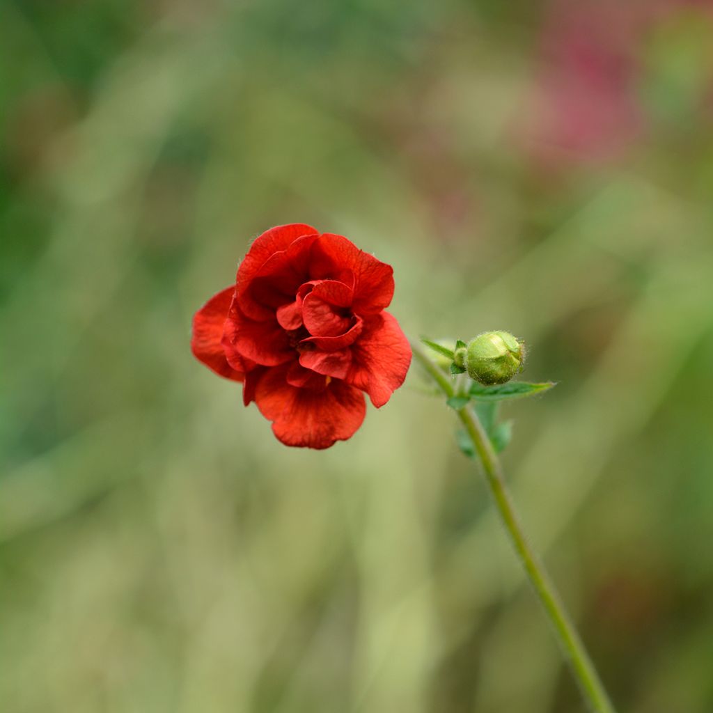 Geum chiloense Mrs Bradshaw
