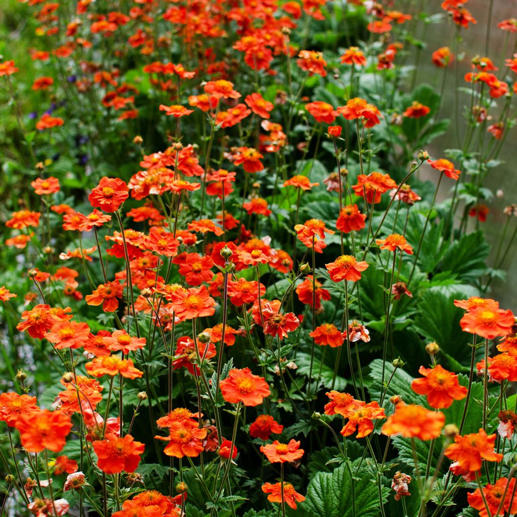 Geum coccineum Borisii