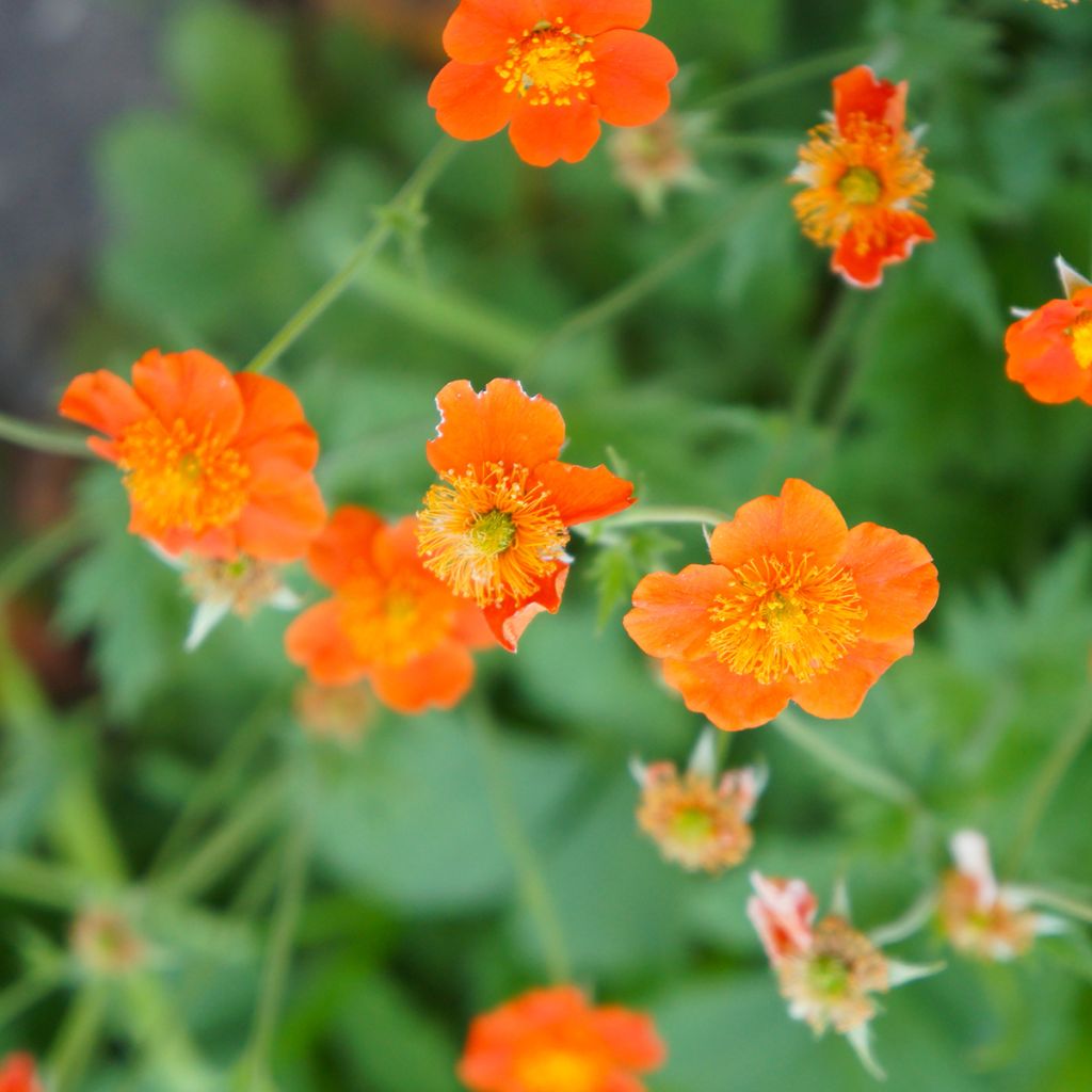 Geum coccineum Borisii