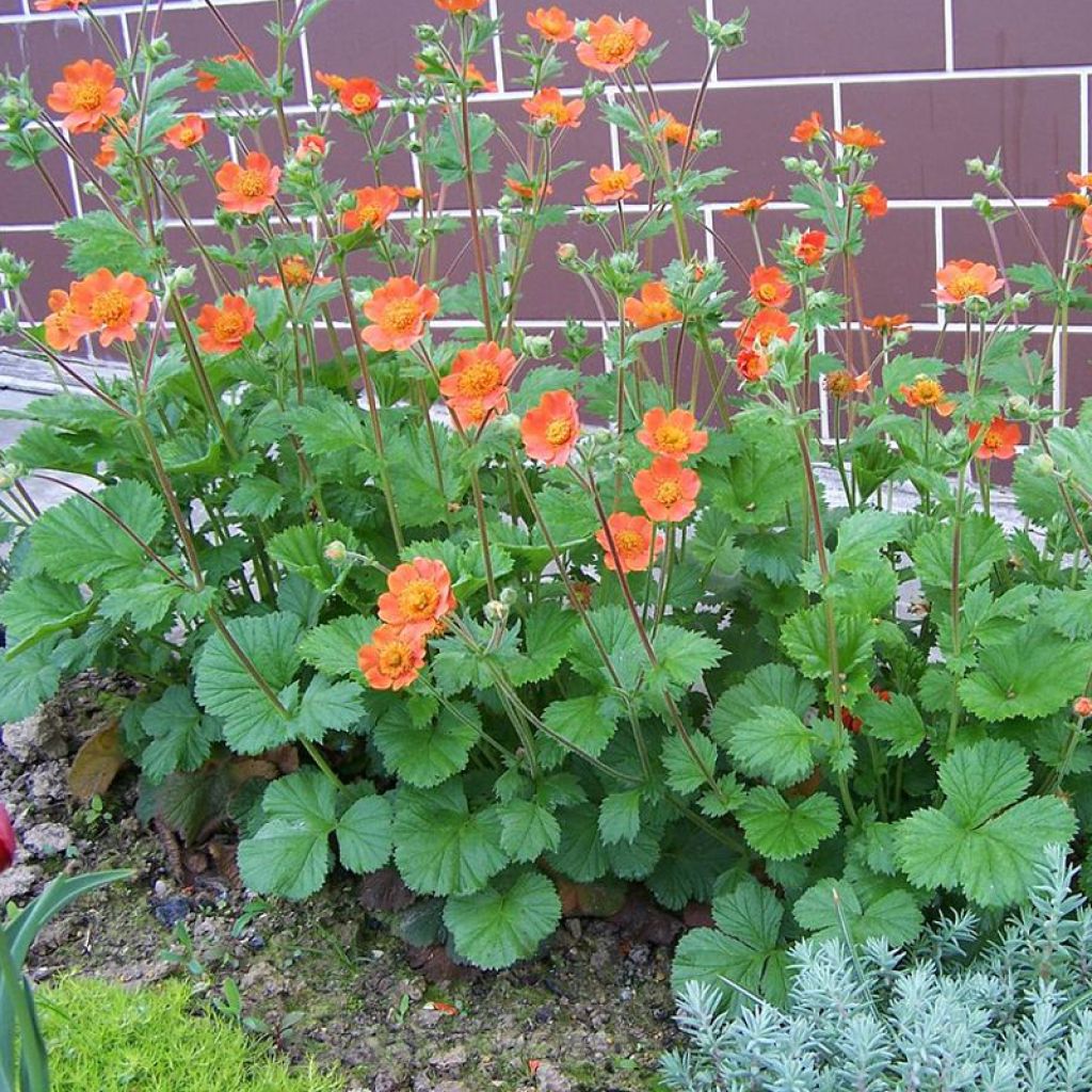 Geum coccineum Werner Arends