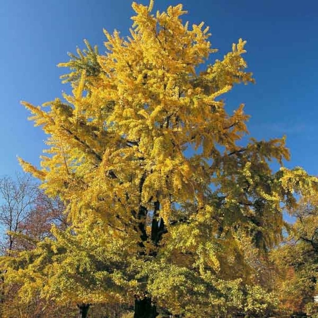 Ginkgo biloba