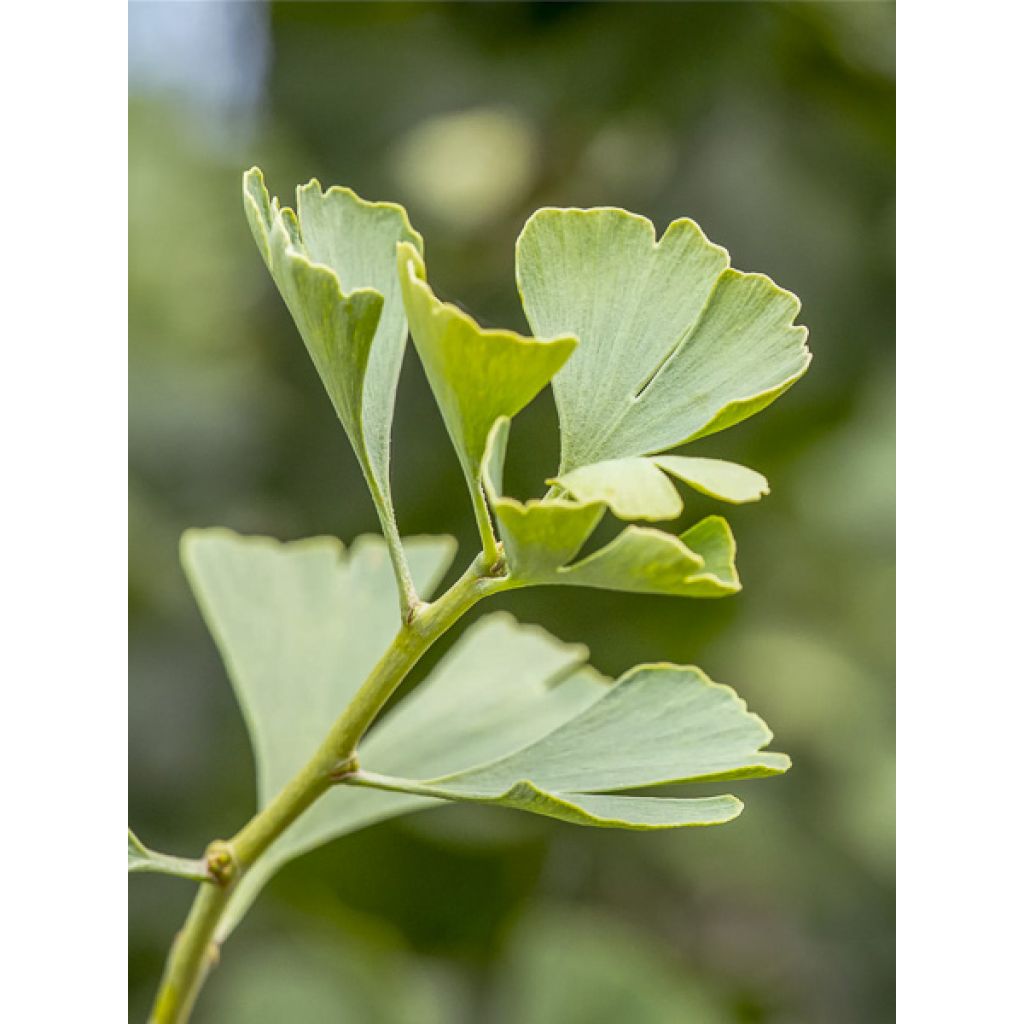 Ginkgo biloba Baldi - Arbre aux quarante écus nain
