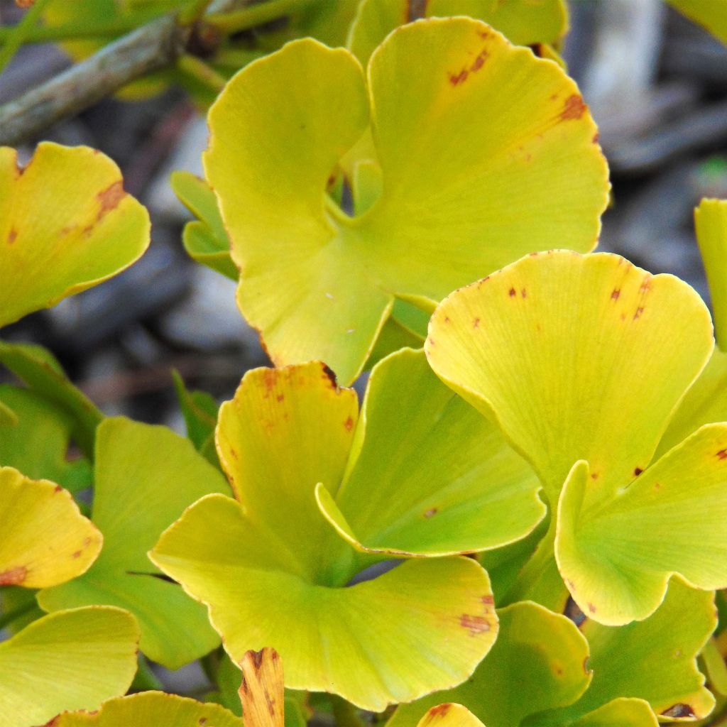 Ginkgo biloba Mariken