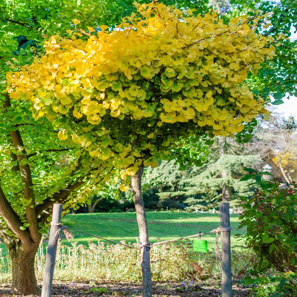 Ginkgo biloba Mariken