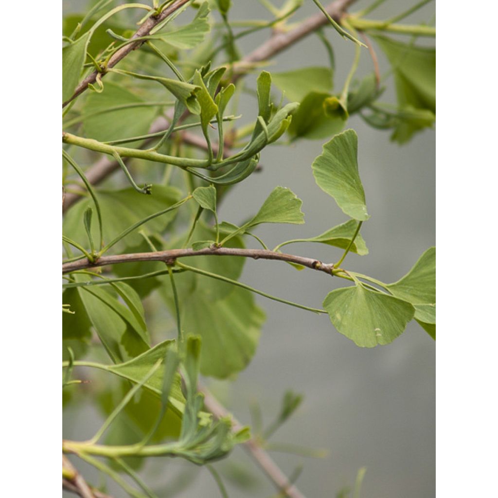 Ginkgo biloba Mutant Weeper - Arbre aux quarante écus