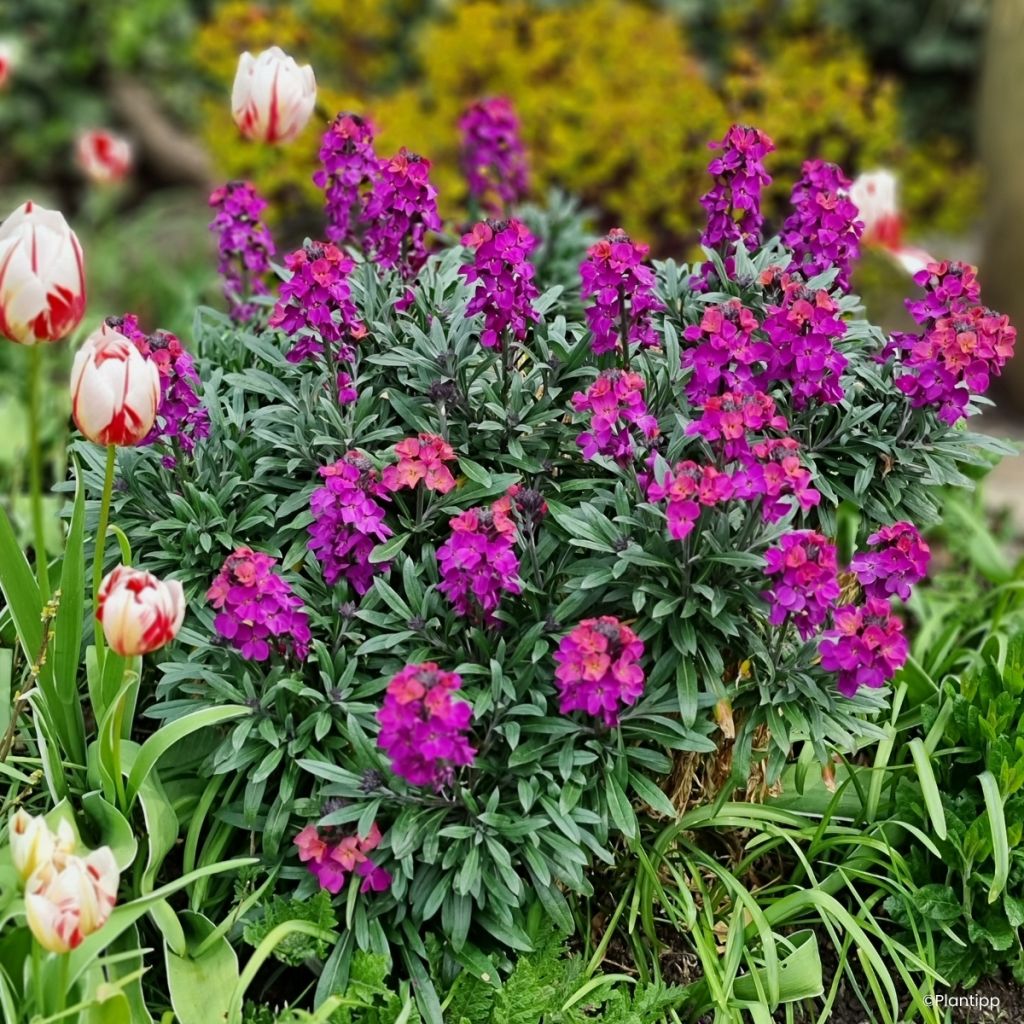 Giroflée vivace - Erysimum Colour Vibe Purple