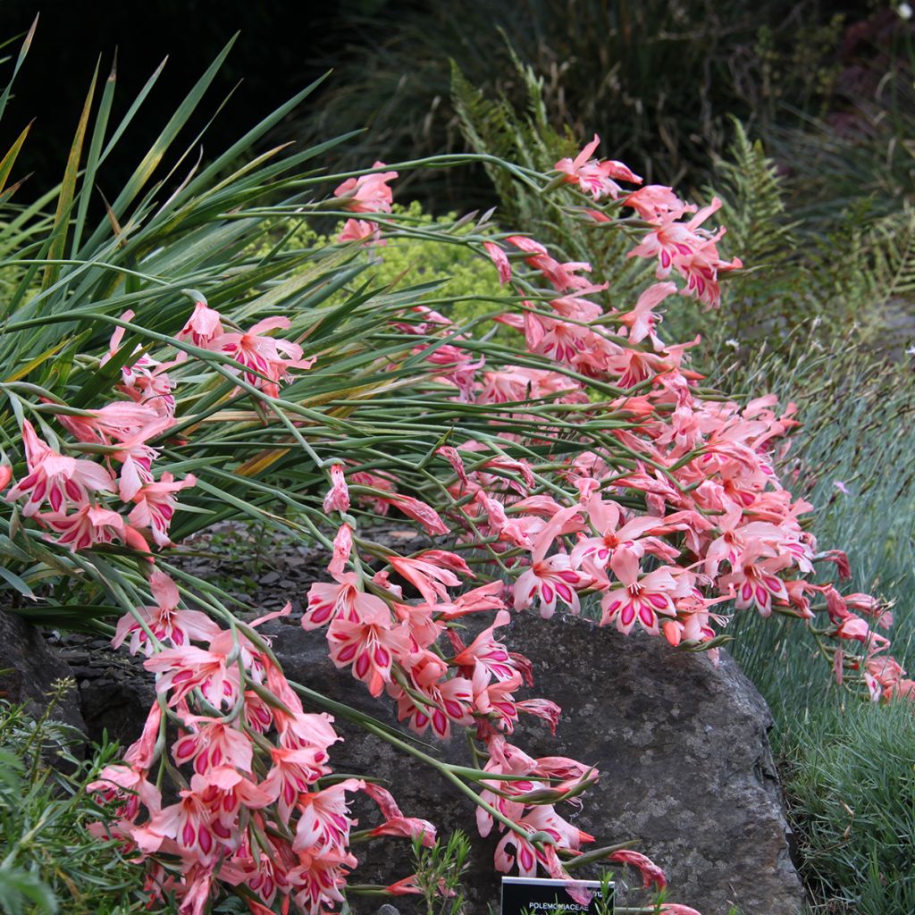 Gladiolus nanus Nathalie - Gladiolo nano