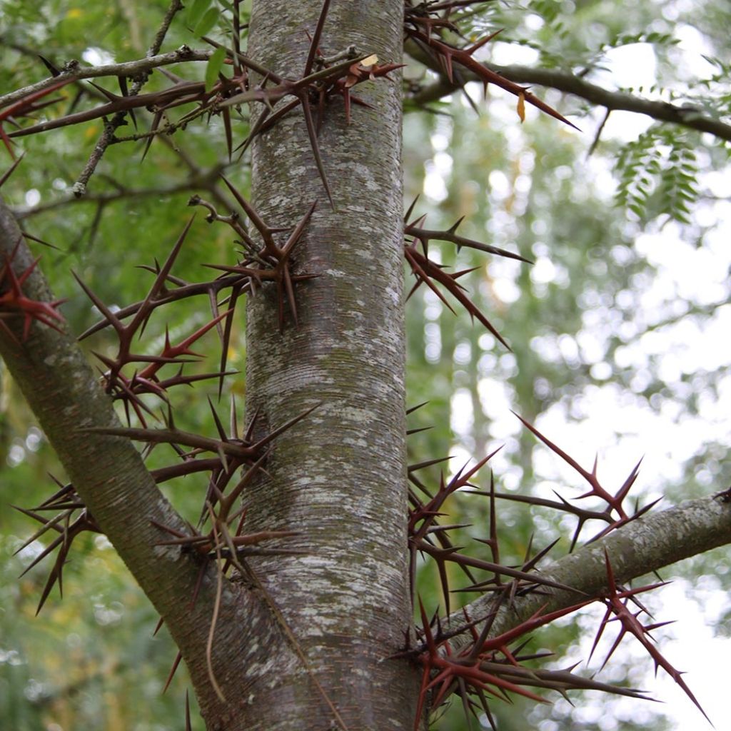 Gleditsia triacanthos - Spino di Giuda