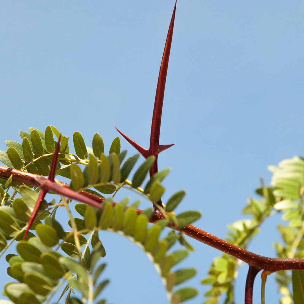 Gleditsia triacanthos - Spino di Giuda