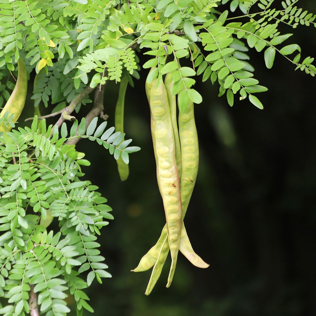 Gleditsia triacanthos - Spino di Giuda