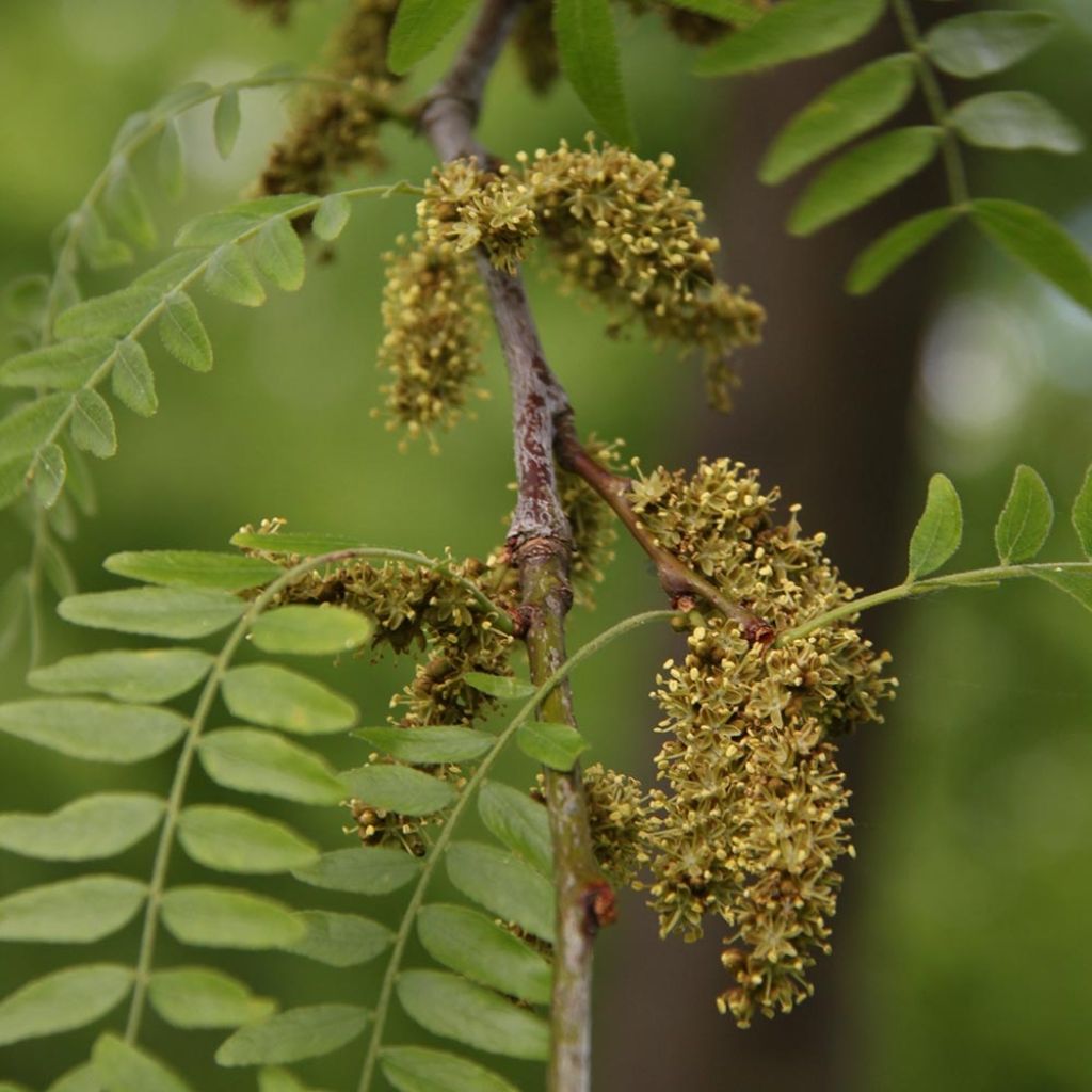 Gleditsia triacanthos f.inermis Skyline