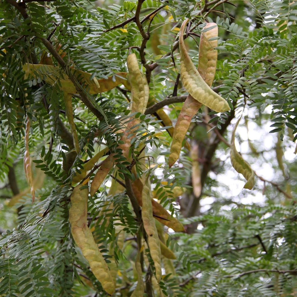 Gleditsia triacanthos f.inermis Skyline