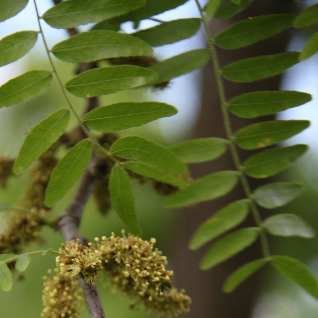 Gleditsia triacanthos f.inermis Skyline