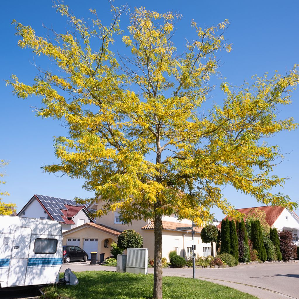 Gleditsia triacanthos f.inermis Skyline