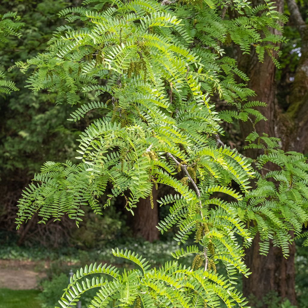 Gleditsia triacanthos f.inermis Skyline