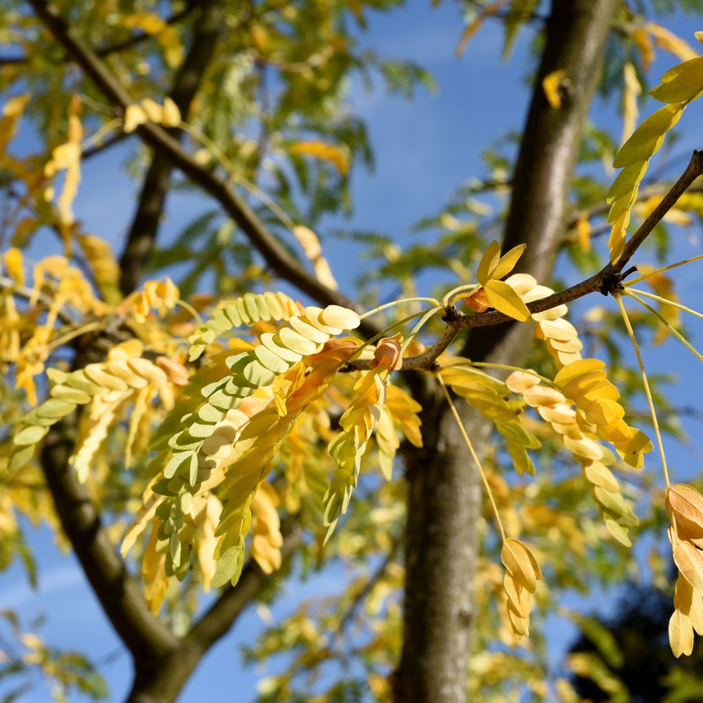 Gleditsia triacanthos f.inermis Skyline
