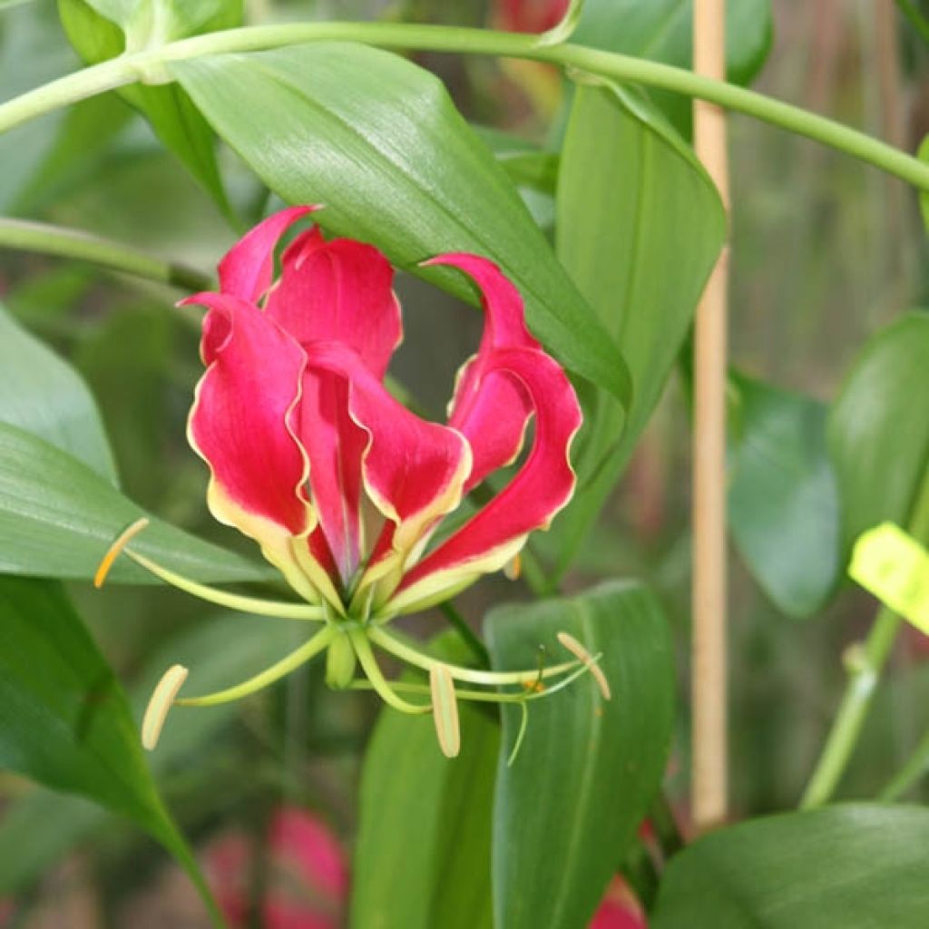Gloriosa superba var. rothschildiana