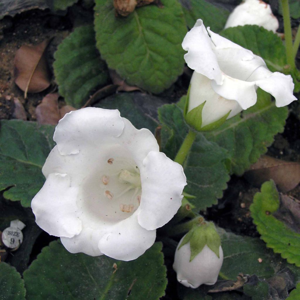 Gloxinia speciosa Mont Blanc