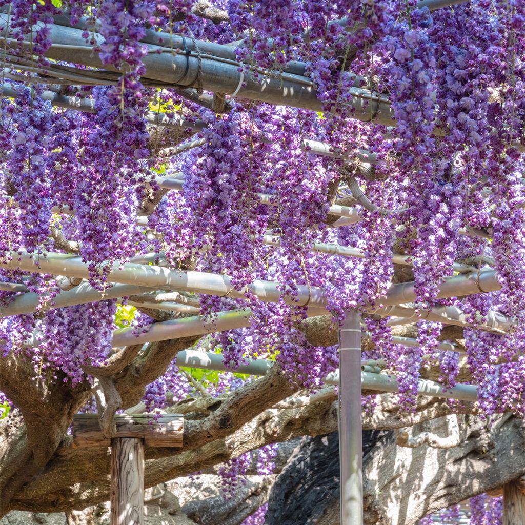 Wisteria sinensis Flore Pleno - Glicine comune