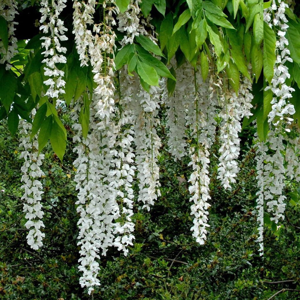 Wisteria floribunda Shiro-noda - Glicine