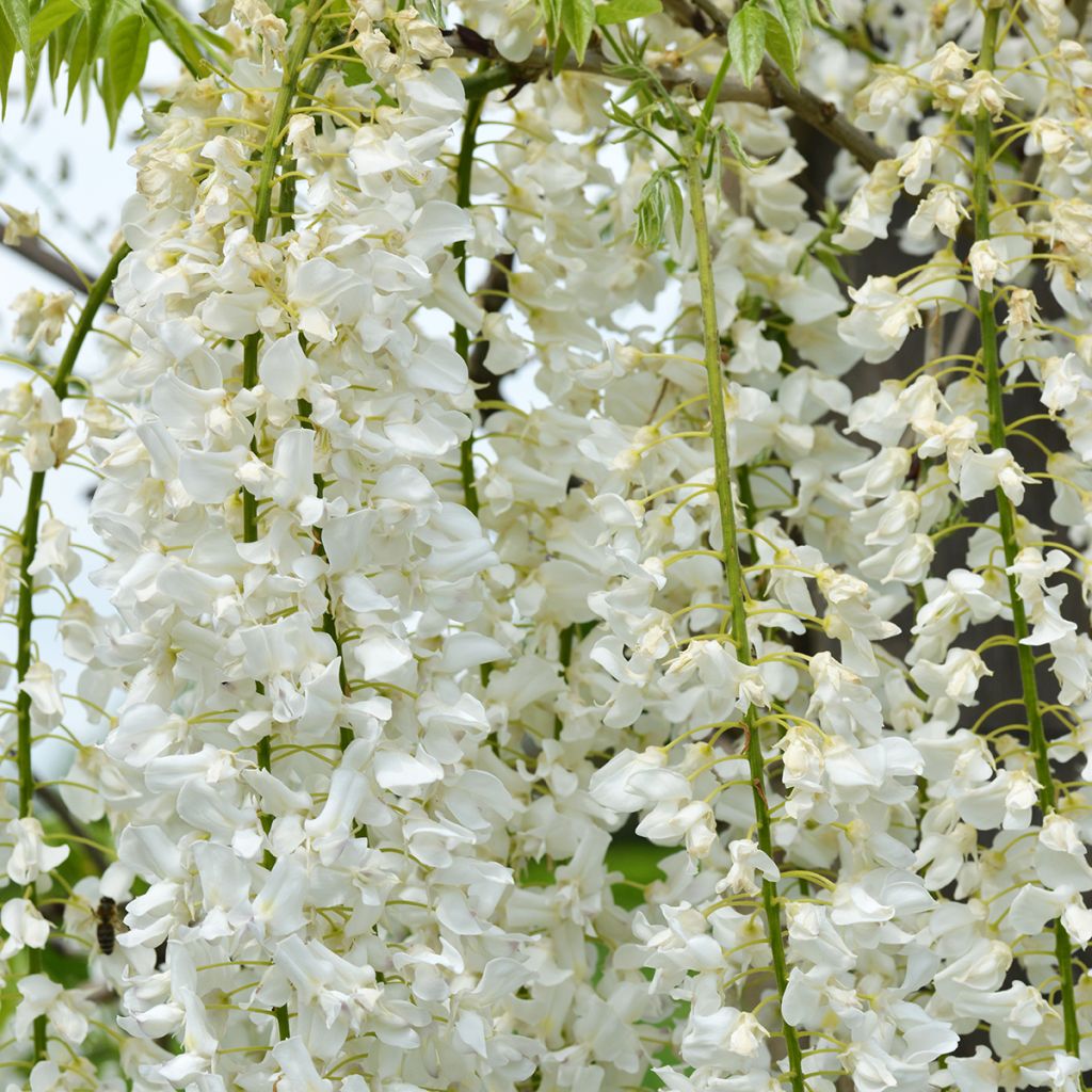Wisteria floribunda Shiro-noda - Glicine
