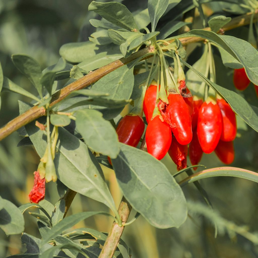 Lycium barbarum - Goji Q1