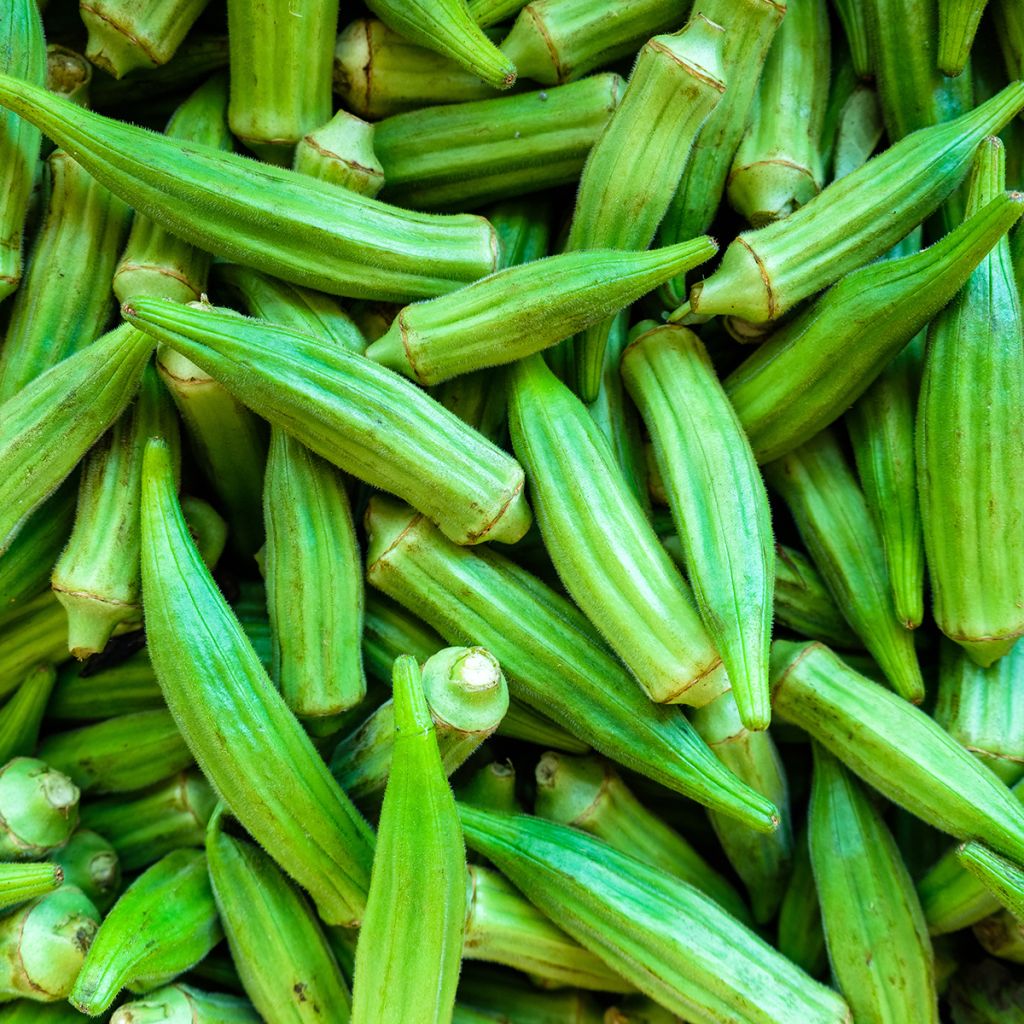 Abelmoschus esculentus - Okra