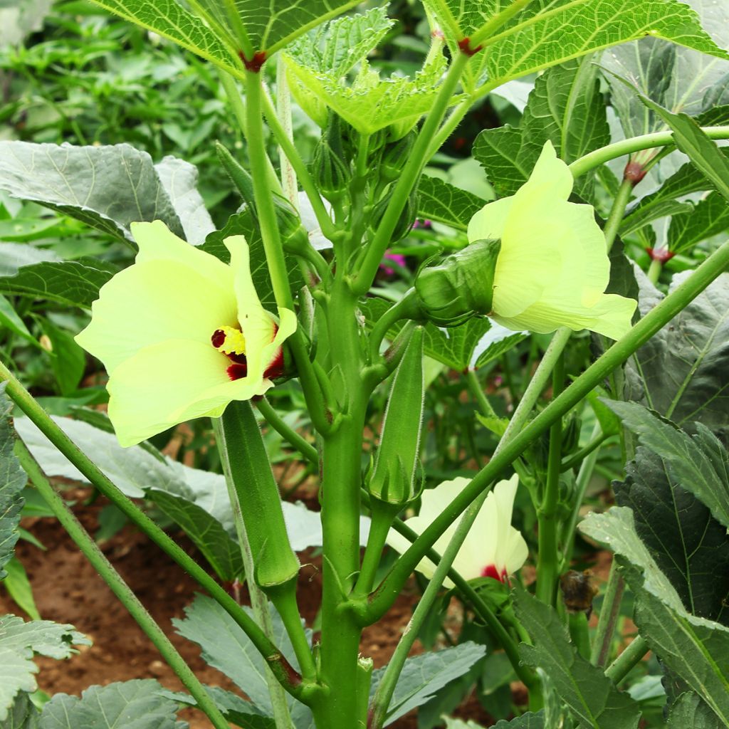 Abelmoschus esculentus - Okra