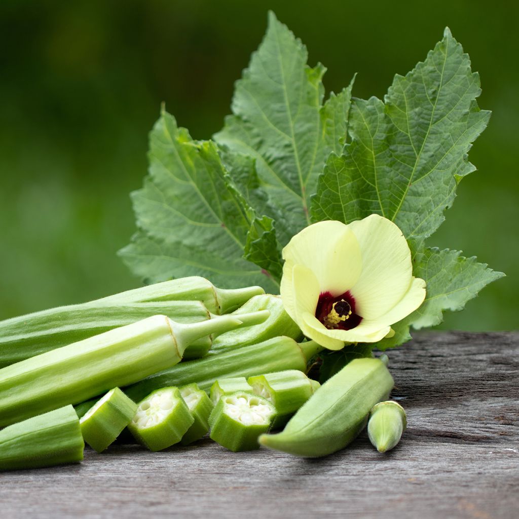 Abelmoschus esculentus - Okra