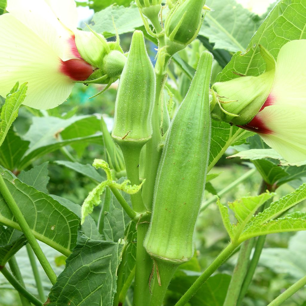 Abelmoschus esculentus - Okra